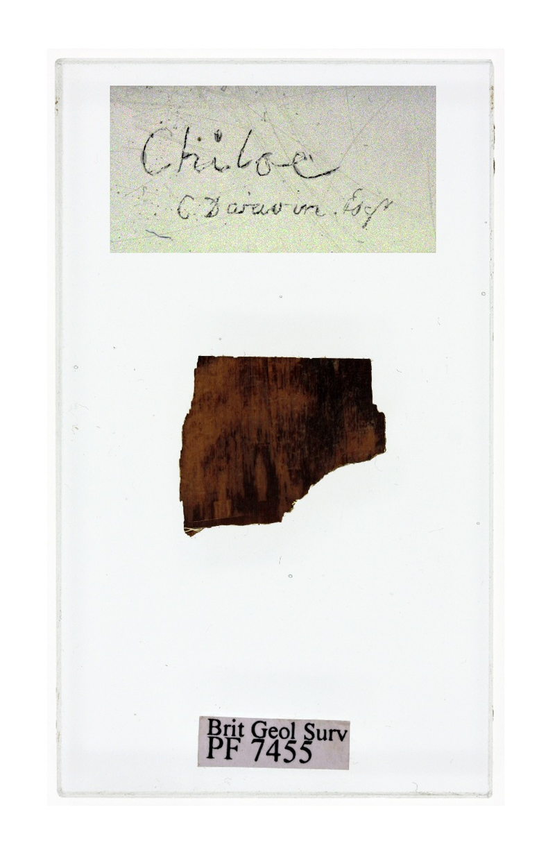 Illustration for article titled "Treasure Trove" of Charles Darwin's Long-Lost Fossils Discovered